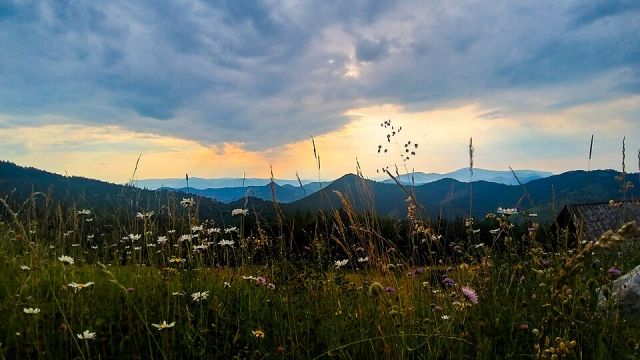 Wildflower meadow overlooking layered mountains at sunset in Serbia